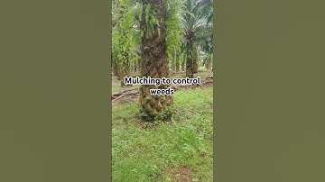Oil Palm #mulching#weed control #agriculture