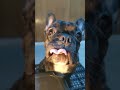 Brusko❤️ #puppy #frenchbulldog #funny #dog #dogs #bulldog #vlog #englishbulldog #exoticbullypuppy