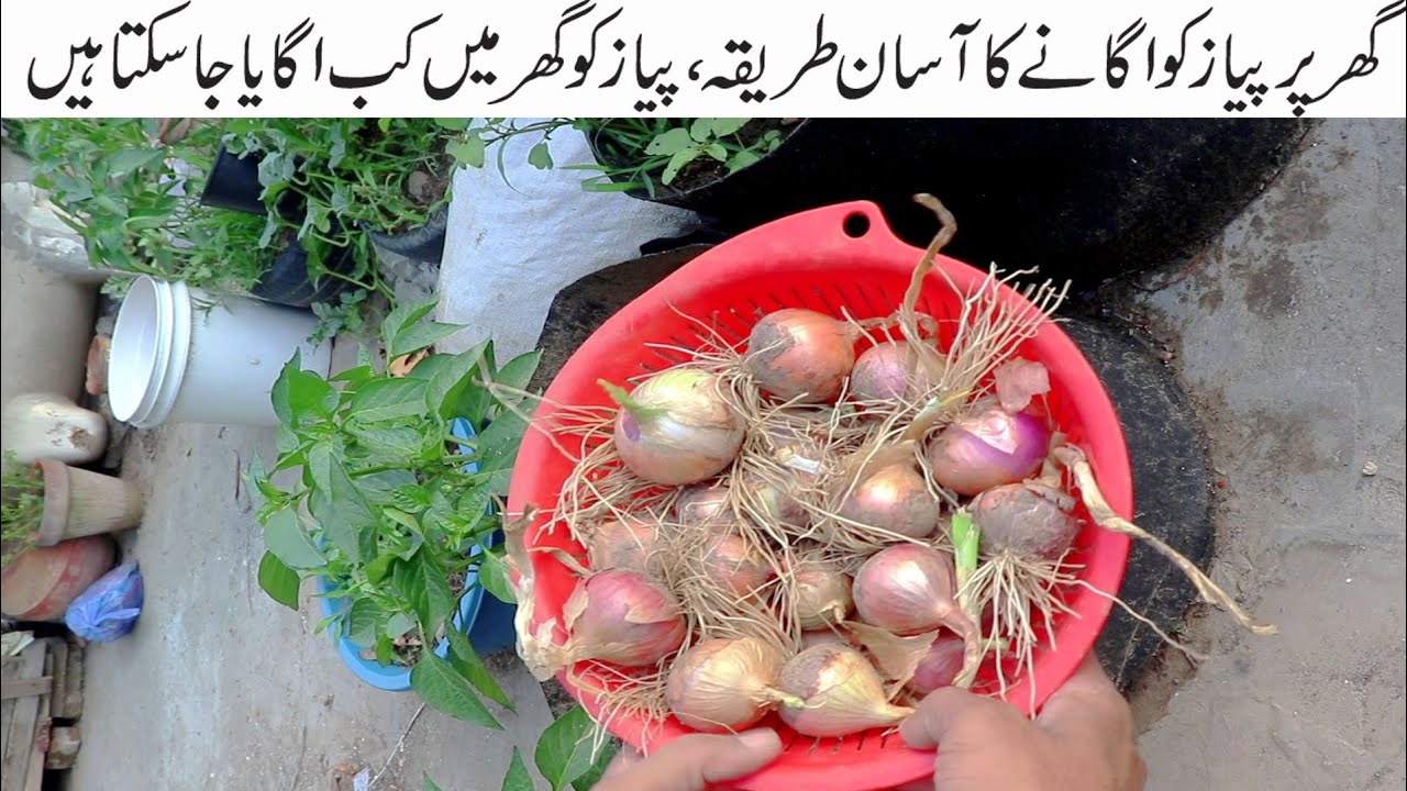 Best Organic Growing onion at home Ghar Par Onion / Piyaz Ko Kaise