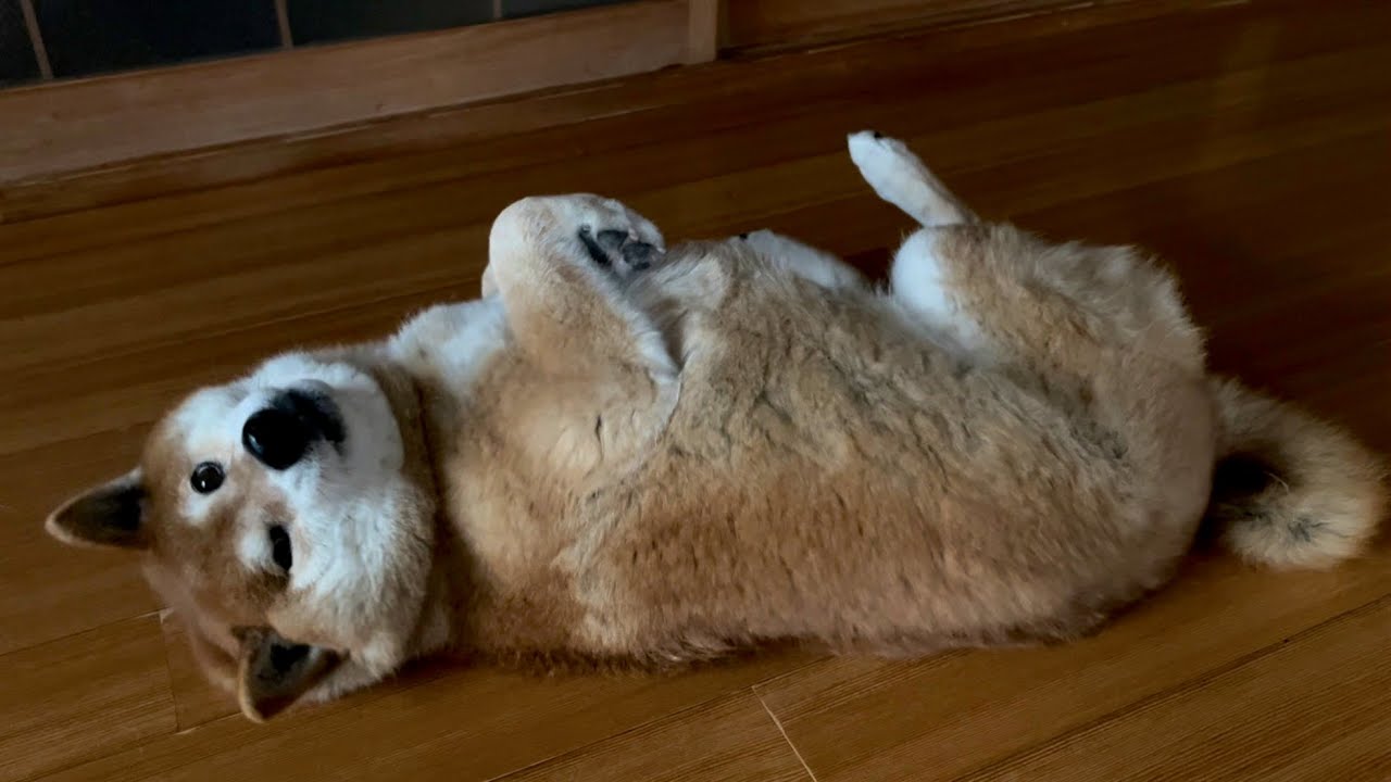 3週間ぶりに会ったおばあちゃん家の柴犬