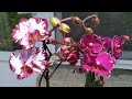 Новые орхидеи. Красивые азиатские орхидеи. Орхидеи бабочки и не только.
