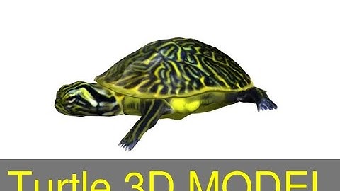 3D Model of Turtle Review
