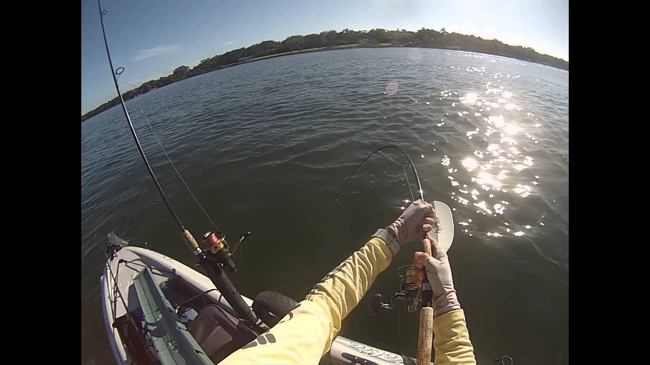 Top water fishing for big jacks from kayak in Sarasota Bay YouTube
