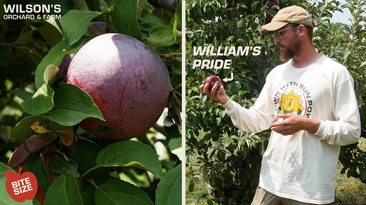 William's Pride Apples | Bite Size
