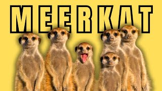 Meerkats: Amazing Facts About the World's Most Adorable Animal