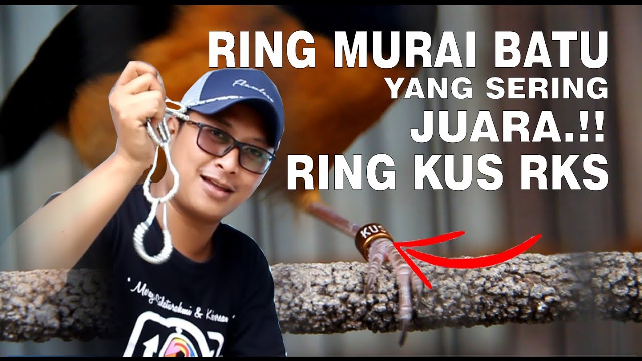 RING MURAI BATU YANG SERING JUARA !! RING KUS RKS - YouTube