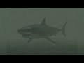 Shark Bite