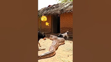 Dog vs Python: Brave Pup Saves Baby Goat from Giant Snake Attack! 😱🐍 #ytshorts  #shorts #snake #reel