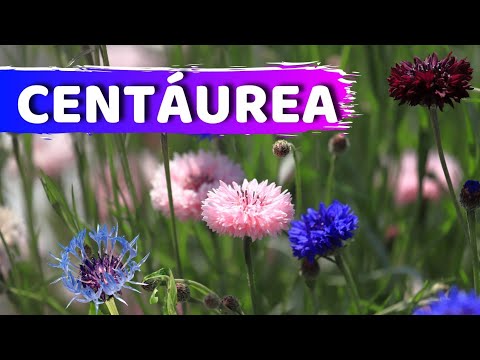 Vídeo: Onde crescem as centáureas: descrição, área de cultivo, foto