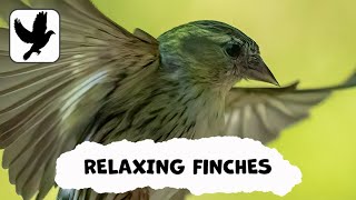 Relaxing Finches | Relief From Stress And Anxiety