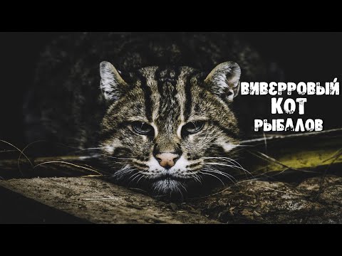 ВИВЕРРОВЫЙ КОТ — любитель покупаться и половить рыбу, КОТ РЫБОЛОВ! Интересные факты.