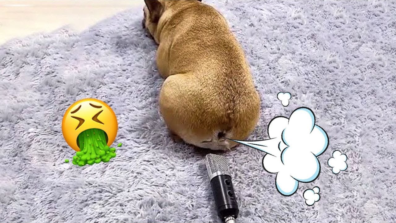 dogs-reacting-to-farts-the-funniest-videos-ever-youtube