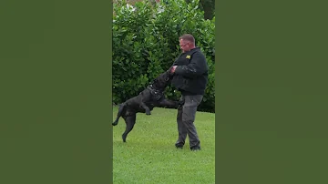 Rookie Takes His First Dog Bite From a 130-Lb Cane Corso