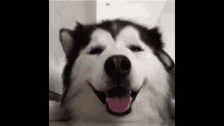 Happy Husky