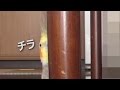 ビビりながらチラ見しまくるオカメインコ(YouTube ver.)