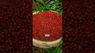 From Cherry To Cup A Coffee Journey