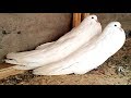 هل شاهدت مثل هذه الحمامة من قبل؟-اغرب طيور الحمام // Pigeon Old German Cropper