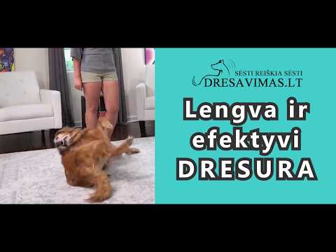 Video: Šunų Kvėpavimo Sunkumų Gydymas