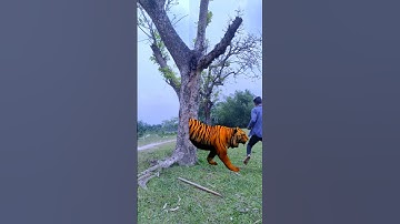 Man eating tree vs tiger attack funny vfx magic video |#shorts #youtube