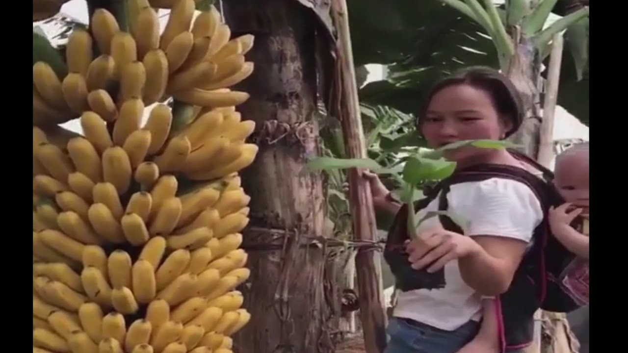 file worker another vegatab in Village