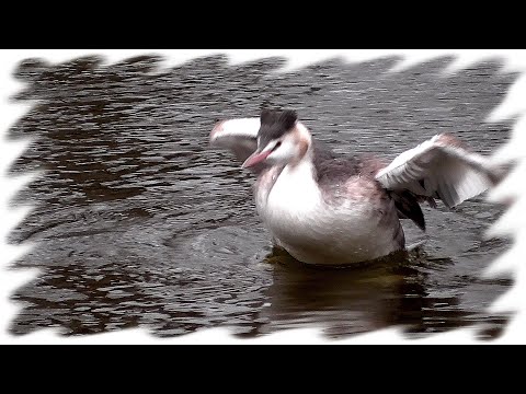 Три чомги на