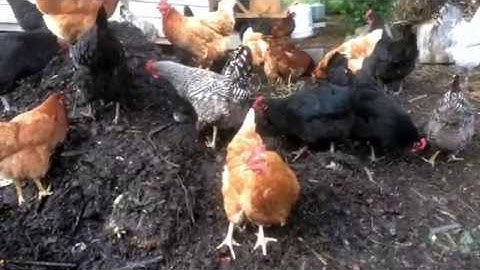 Chicken Compost System: Refining Details