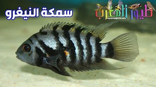 سمكة النيغرو و إعداد الحوض الخاص بها بغرض الإنتاج nigro fish