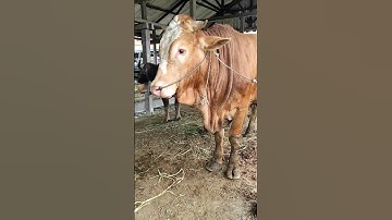 Sapi Jumbo lucu, sapi moo, suara sapi #shorts #sapi #cow #vaca