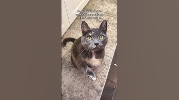 This Catnip is CRAZY GOOD! #shorts