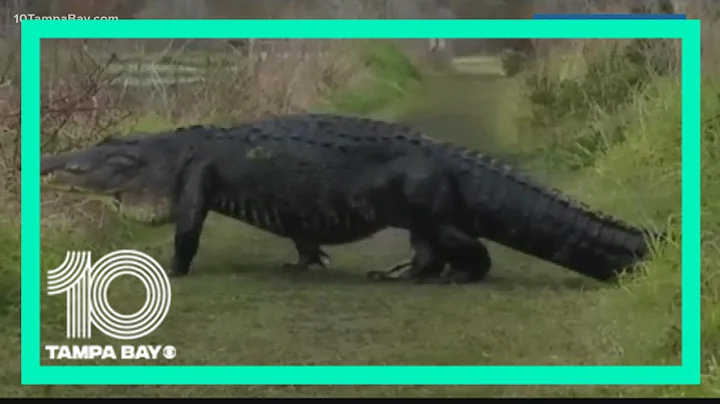 Which Florida reptiles are native and which are invasive?