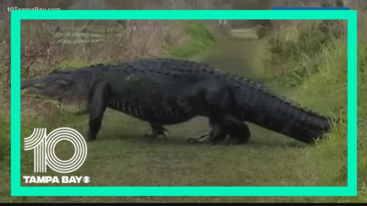 Which Florida reptiles are native and which are invasive? - YouTube