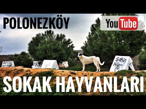 Polonezkoy Sokak Hayvanlari Rehabilitasyon Merkezi Sokak Kopekleri Youtube