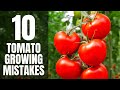 10 tomato growing mistakes that most gardeners make easy to fix