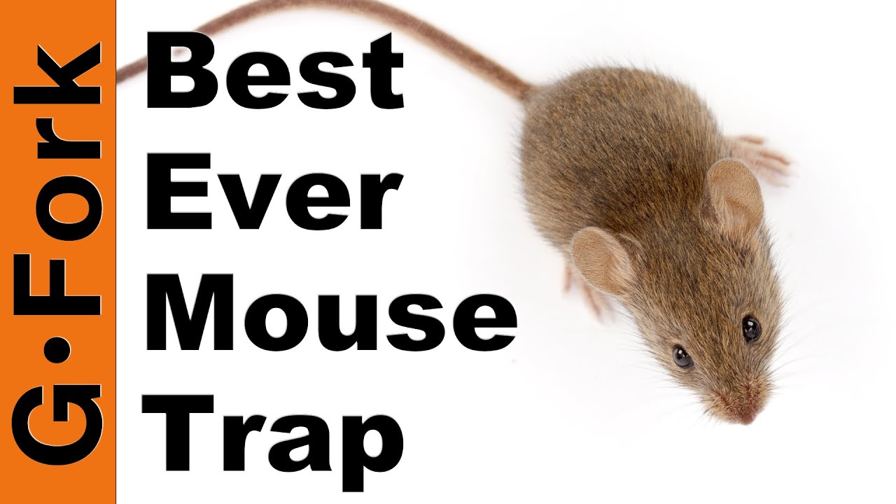 The BEST Mouse Trap Ever