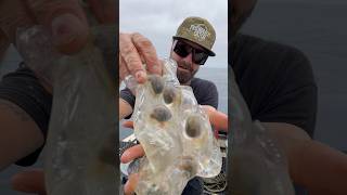 Sea Salps are the closest example of jet propulsion in nature #friendliestcatch