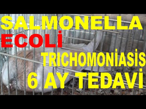 Video: Trichomoniasis'i Önlemenin 3 Yolu