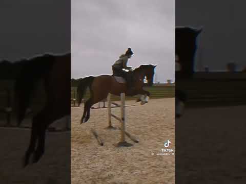 Лошади из Тик Ток ❤️🐎🐴