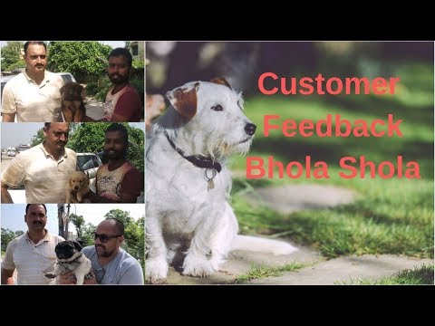 puppy paradise Customer Feedback - Bhola Shola