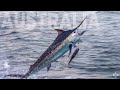 Fishing the great barrier reef for black marlin  part 2