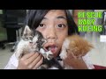 Rescue Baby Kucing Lucu || Pulang Sekolah Yaya Bawa Anak Kucing