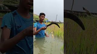 Traditional Fishing Method By Hook Traps - 91 #fishinglife #riverfishing