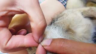 Cat flea removal ASMR