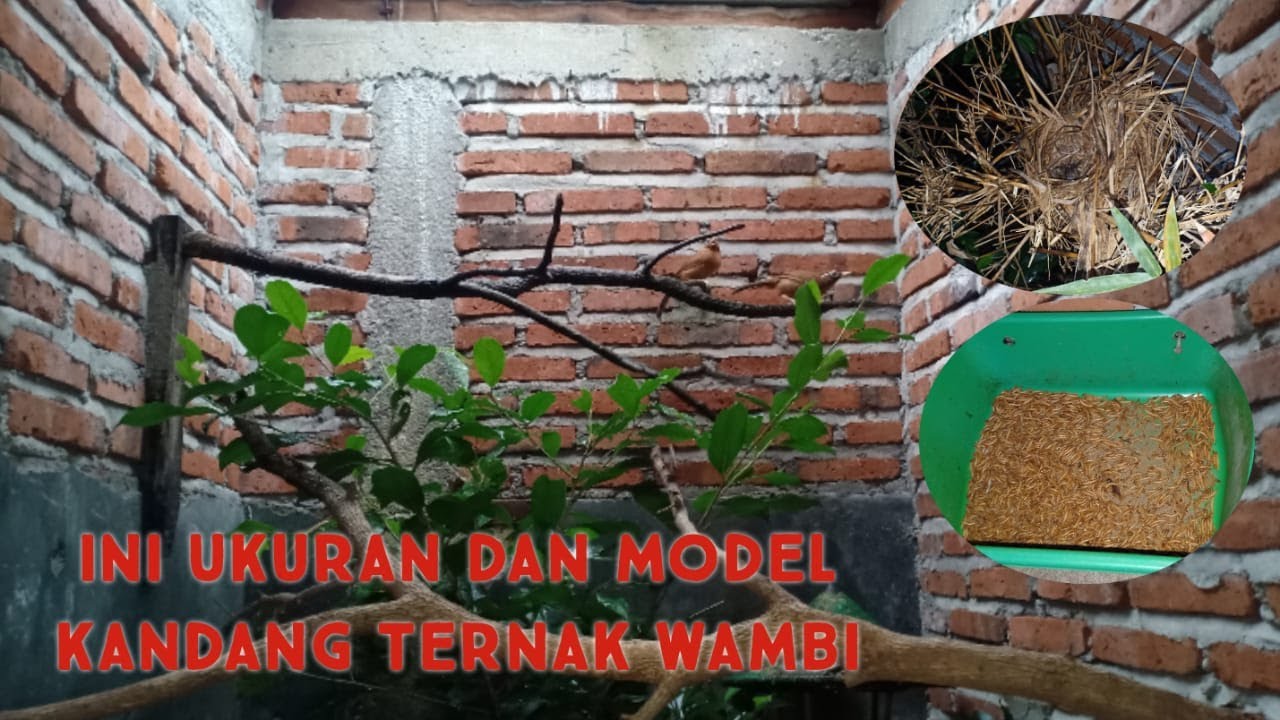 Kandang Ternak Wambi Semi Alami Serta Ukuranya 