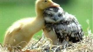 Необычная дружба Дружба животных Разные животные Милые малыши Unusual friendship animals. Необычная дружба Дружба животных Разные животные Милые малыши Unusual friendship animals.