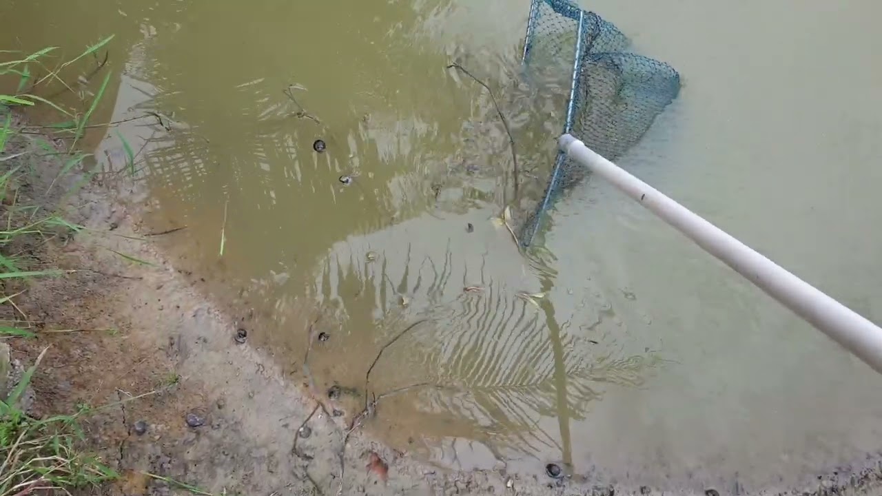 Cara cara menternak Siput Pait