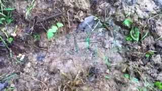 Salt fork grassman bigfoot tracks on horse trail 2014 Ohio sasquatch