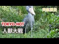 日本持續水深火熱中 全家人去感受人與動物的東京熱