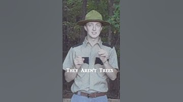 The trees are not what you think #horror