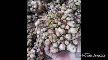 Sâm cóc, cây củ sâm cóc,alo 0386731086