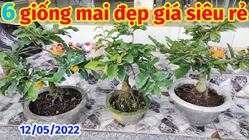 12/5. MAI GHÉP CÚC THỌ HƯƠNG, CÚC BI, CÚC VIP,  CÚC 7 TẦNG GIÁ RẺ 0902074660